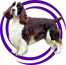 English Springer Spaniel