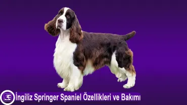 English Springer Spaniel
