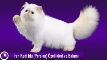 İran Kedisi (Persian)