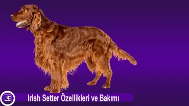 Irish Setter (İrlanda Seteri)