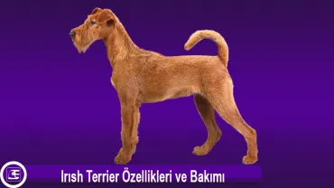 İrlanda Teriyeri