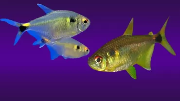 Hemigrammus ocellifer (Işıklı Tetra)