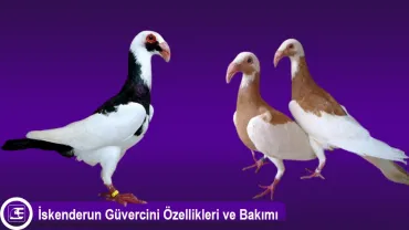 İskenderun Güvercini