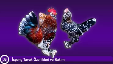 İspenç Tavuğu