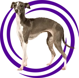 İtalyan Tazısı (Italian Greyhound)