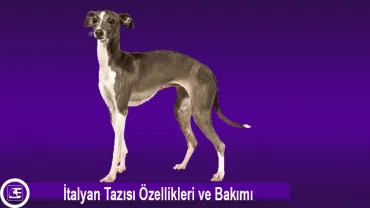 İtalyan Tazısı (Italian Greyhound)