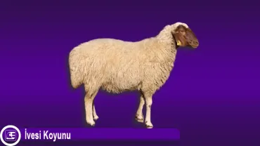 İvesi Koyunu