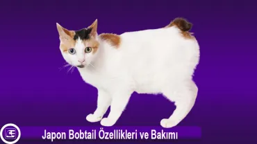 Japon Bobtail