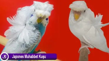 Japones Muhabbet Kuşu