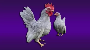 Japonez