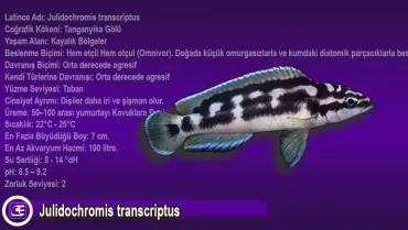 Julidochromis transcriptus