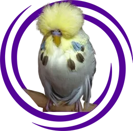 Jumbo Muhabbet Kuşu