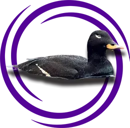 Kadife Ördek (Melanitta fusca)