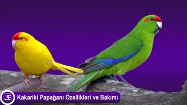 Kakariki Papağanı (Cyanoramphus)