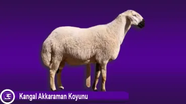 Kangal Akkaraman