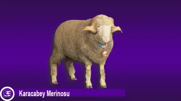 Karacabey Merinosu