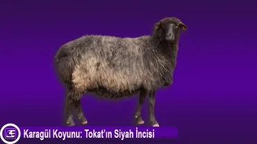Karagül Koyunu