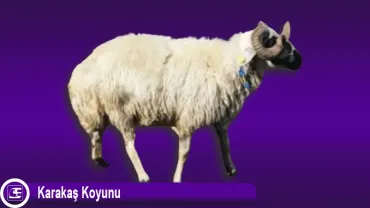 Karakaş Koyunu