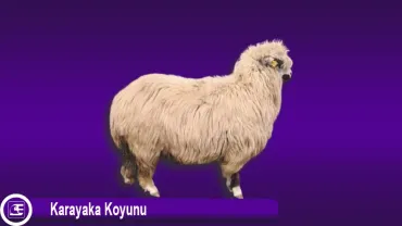 Karayaka Koyunu