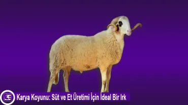 Karya Koyunu