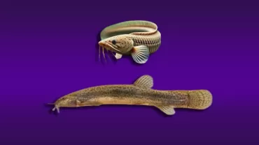 Misgurnus anguillicaudatus (Kedi Botia - Dojo loach)