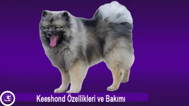 Keeshond