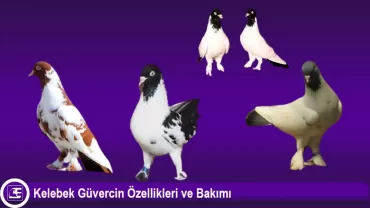 Kelebek Güvercin