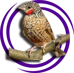 Kesik Boyun İspinoz