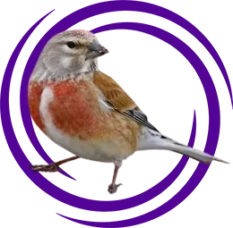 Keten Kuşu- Fanyata