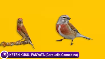 Keten Kuşu- Fanyata