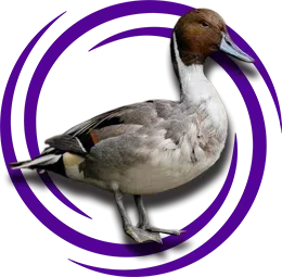 Kılkuyruk (Anas acuta)