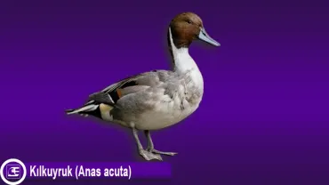 Kılkuyruk (Anas acuta)
