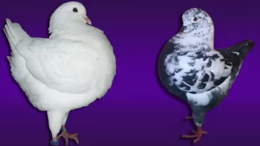 Kral Güvercini (King Pigeon)