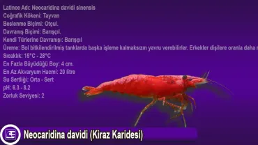 Kiraz Karidesi (Neocaridina davidi)