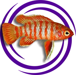 Dario dario (Kırmızı Badis)