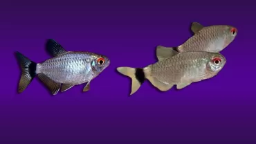 Kırmızı Gözlü Tetra (Moenkhausia sanctaefilomenae)