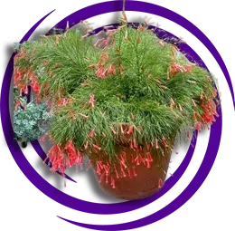 Russelia Equisetiformis (Kırmızı Mercan Çiçeği)