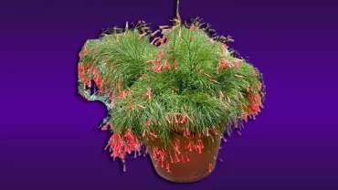 Russelia Equisetiformis (Kırmızı Mercan Çiçeği)