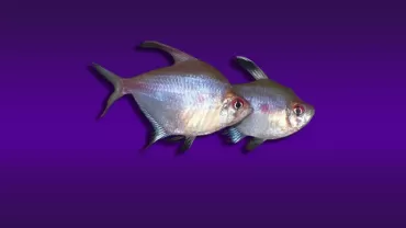Hyphessobrycon erythrostigma (Kırmızı Tetra)