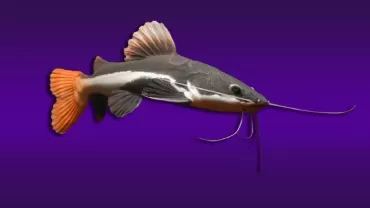 Kırmızıkuyruk Kedibalığı (Phractocephalus hemioliopterus)