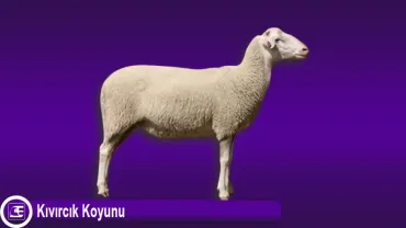 Kıvırcık Koyunu