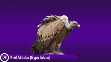 Kızıl Akbaba (Gyps fulvus)