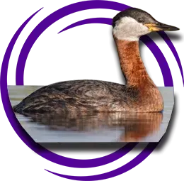 Kızıl Boyunlu Batağan (Podiceps grisegena)