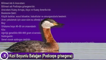 Kızıl Boyunlu Batağan (Podiceps grisegena)