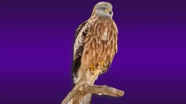 Kızıl Çaylak (Milvus milvus)