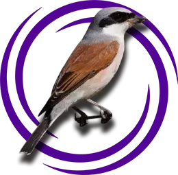 Kızıl Sırtlı Örümcek Kuşu