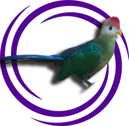 Kızıl Tepeli Turako