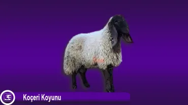 Koçeri Koyunu