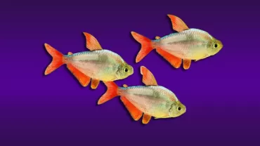 Kolombiya Tetra (Hyphessobrycon colombianus)