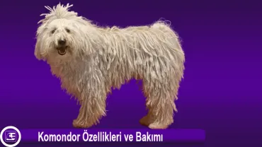Komondor